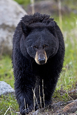 Black Bear (Ursus americanus), Yellowstone National Park, Wyoming, United States of America, North America