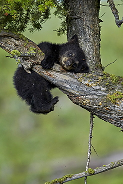 Black Bear (Ursus americanus) cub of the year or spring cub, Yellowstone National Park, Wyoming, United States of America, North America