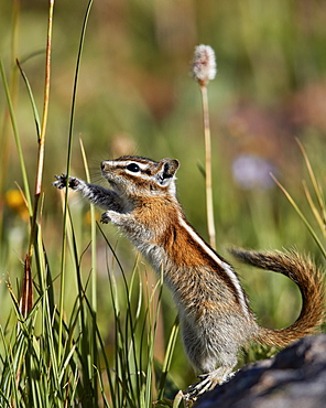 Least Chipmunk (Tamias minimus) (Neotamias minimus) (Eutamias minimus) standing and reaching, San Juan National Forest, Colorado, United States of America, North America