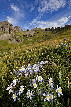 Blue columbine (Colorado columbine) (Aquilegia coerulea) in an Alpine basin, San Juan National Forest, Colorado, United States of America, North America