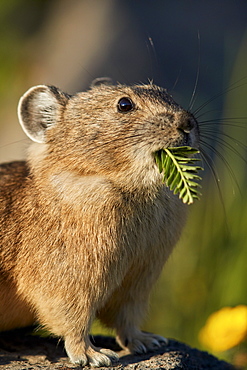 American pika (Ochotona princeps) with food in its mouth, San Juan National Forest, Colorado, United States of America, North America