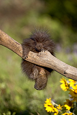 A captive baby porcupine (Erethizon dorsatum), Animals of Montana, Bozeman, Montana, United States of America, North America