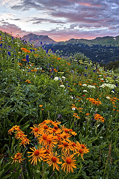 Alpine meadow with orange sneezeweed (Hymenoxys hoopesii) (Dugaldia hoopesii) (Helenium hoopesii) and other wildflowers, San Juan National Forest, Colorado, United States of America, North America