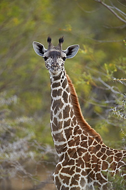 Young Masai giraffe (Giraffa camelopardalis tippelskirchi), Selous Game Reserve, Tanzania, East Africa, Africa