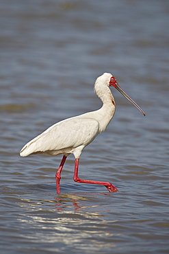 African spoonbill (Platalea alba), Selous Game Reserve, Tanzania, East Africa, Africa