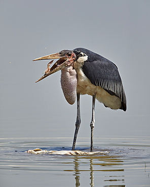 Marabou stork (Leptoptilos crumeniferus) feeding on a vundu (big catfish) (Heterobranchus longifilis), Selous Game Reserve, Tanzania, East Africa, Africa