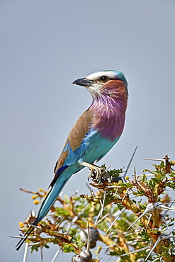 Racket-tailed roller (Coracias spatulata), Selous Game Reserve, Tanzania, East Africa, Africa