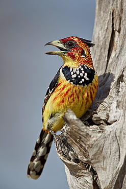 Crested barbet (Trachyphonus vaillantii), Selous Game Reserve, Tanzania, East Africa, Africa