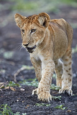 Lion (Panthera leo) cub, Selous Game Reserve, Tanzania, East Africa, Africa