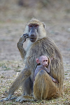 Yellow baboon mother and days-old infant, Ruaha National Park, Tanzania, East Africa, Africa