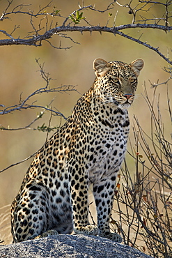 Leopard (Panthera pardus), Ruaha National Park, Tanzania, East Africa, Africa