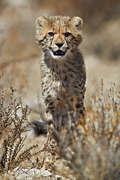 Cheetah (Acinonyx jubatus) cub, Kgalagadi Transfrontier Park, encompassing the former Kalahari Gemsbok National Park, South Africa, Africa