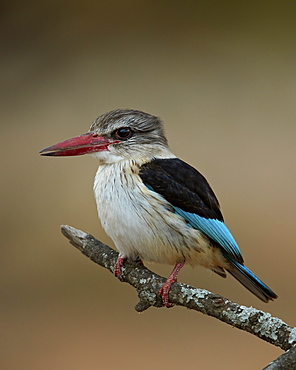 Brown-hooded kingfisher (Halcyon albiventris), Kruger National Park, South Africa, Africa