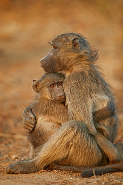 Chacma baboon (Papio ursinus) comforting a young one, Kruger National Park, South Africa, Africa