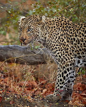 Leopard (Panthera pardus) with Cape porcupine quills stuck in it, Kruger National Park, South Africa, Africa