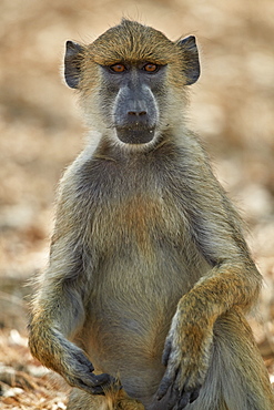 Yellow baboon (Papio cynocephalus), Selous Game Reserve, Tanzania, East Africa, Africa