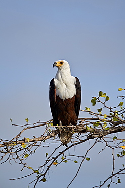 African fish eagle (Haliaeetus vocifer), Selous Game Reserve, Tanzania, East Africa, Africa