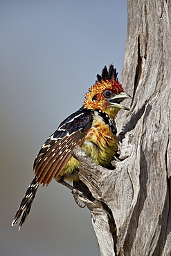 Crested barbet (Trachyphonus vaillantii) with a raised crest, Selous Game Reserve, Tanzania, East Africa, Africa