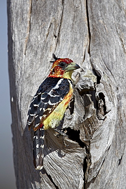 Crested barbet (Trachyphonus vaillantii), Selous Game Reserve, Tanzania, East Africa, Africa