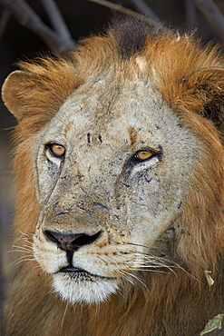 Lion (Panthera leo), Selous Game Reserve, Tanzania, East Africa, Africa