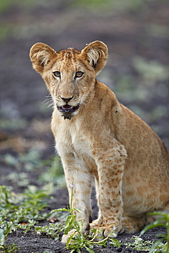 Lion (Panthera leo) cub, Selous Game Reserve, Tanzania, East Africa, Africa