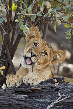 Lion (Panthera leo) cub playing with a branch, Selous Game Reserve, Tanzania, East Africa, Africa