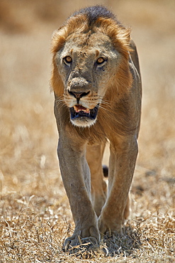 Lion (Panthera leo), Selous Game Reserve, Tanzania, East Africa, Africa