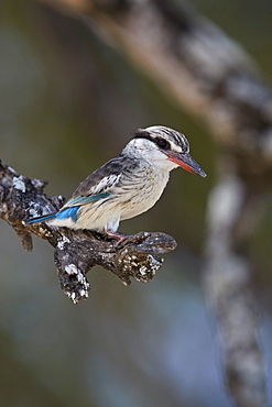 Striped kingfisher (Halcyon chelicuti), male, Selous Game Reserve, Tanzania, East Africa, Africa