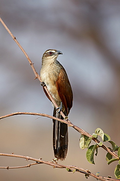 White-browed coucal (Centropus superciliosus), Ruaha National Park, Tanzania, East Africa, Africa