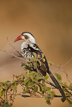 Ruaha hornbill (Ruaha red-billed hornbill) (Tanzanian red-billed hornbill) (Tockus ruahae), Ruaha National Park, Tanzania, East Africa, Africa