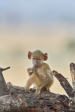 Young yellow baboon (Papio cynocephalus), Ruaha National Park, Tanzania, East Africa, Africa