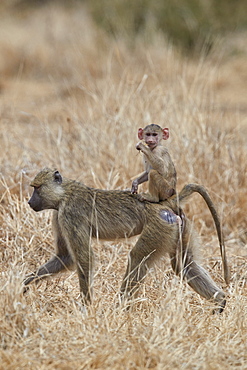 Young yellow baboon (Papio cynocephalus) riding on its mother, Ruaha National Park, Tanzania, East Africa, Africa