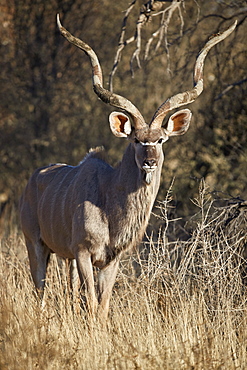 Greater Kudu (Tragelaphus strepsiceros) bull, Kgalagadi Transfrontier Park, South Africa, Africa