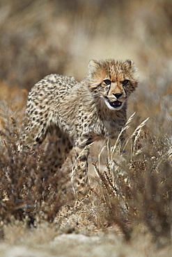 Cheetah (Acinonyx jubatus) cub, Kgalagadi Transfrontier Park, South Africa, Africa