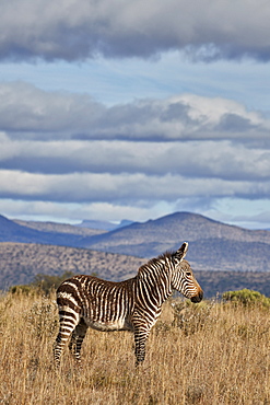 Young Cape mountain zebra (Equus zebra zebra), Mountain Zebra National Park, South Africa, Africa