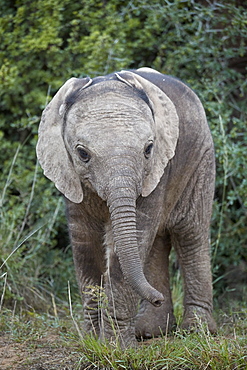 Baby African elephant (Loxodonta africana), Addo Elephant National Park, South Africa, Africa