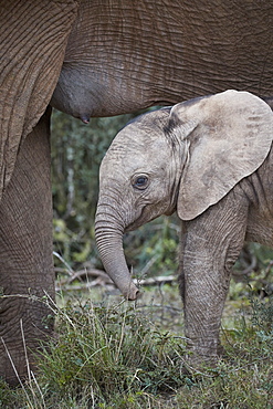 Baby African elephant (Loxodonta africana), Addo Elephant National Park, South Africa, Africa