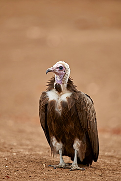 Hooded vulture (Necrosyrtes monachus), Kruger National Park, South Africa, Africa