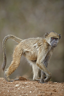 Chacma Baboon (Papio ursinus), juvenile, Kruger National Park, South Africa, Africa