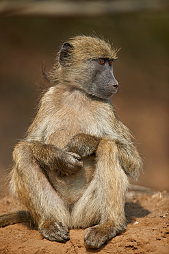 Chacma Baboon (Papio ursinus), juvenile, Kruger National Park, South Africa, Africa