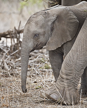 African elephant (Loxodonta africana) juvenile, Kruger National Park, South Africa, Africa