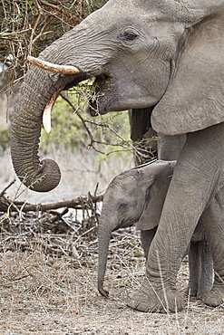 African elephant (Loxodonta africana) juvenile and mother, Kruger National Park, South Africa, Africa