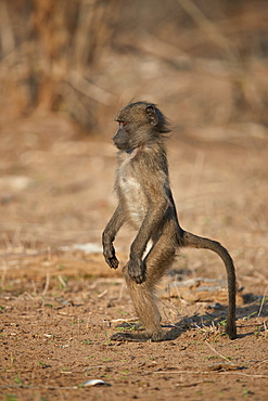 Chacma baboon (Papio ursinus) juvenile standing, Kruger National Park, South Africa, Africa