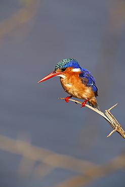 Malachite kingfisher (Alcedo cristata), Kruger National Park, South Africa, Africa