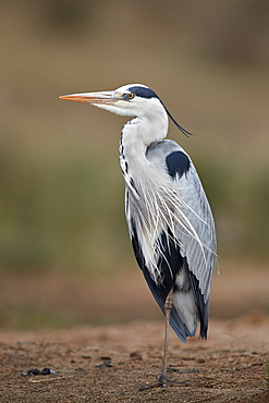 Gray heron (grey heron) (Ardea cinerea), Kruger National Park, South Africa, Africa