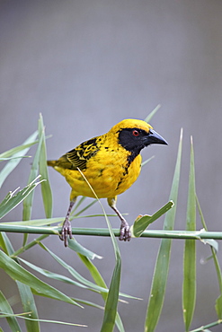 Southern masked weaver (Ploceus velatus), male, Kruger National Park, South Africa, Africa