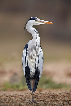 Gray heron (grey heron) (Ardea cinerea), Kruger National Park, South Africa, Africa