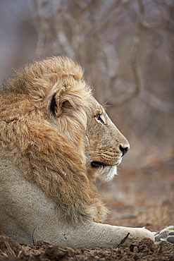 Lion (Panthera leo), Kruger National Park, South Africa, Africa