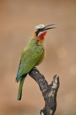 White-fronted bee-eater (Merops bullockoides), Kruger National Park, South Africa, Africa