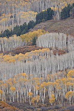 Yellow aspen trees in the fall, Uncompahgre National Forest, Colorado, United States of America, North America